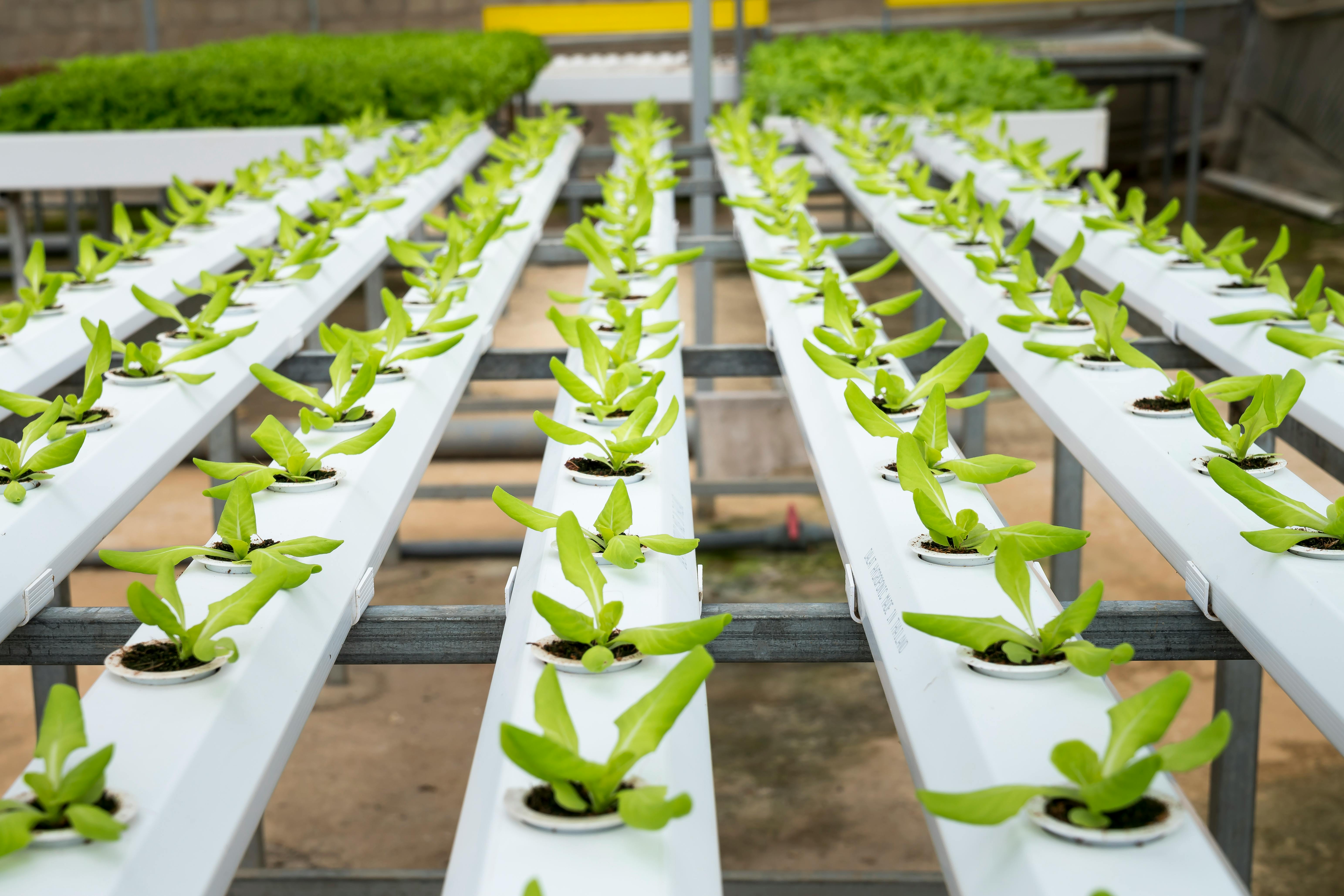 hydroponic farming clean water