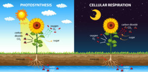 Science Behind Super Oxygen